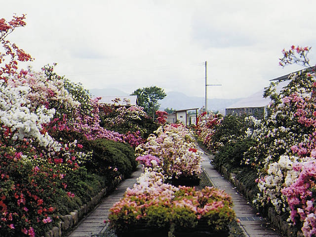 福岡 北九州で必ず行きたい ガイド編集部おすすめのその他花の名所スポット まっぷるトラベルガイド