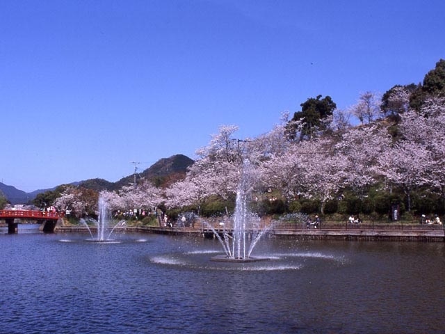 柳川 久留米 秋月で必ず行きたい ガイド編集部おすすめの桜の名所スポット まっぷるトラベルガイド