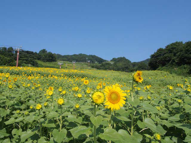 東北で必ず行きたい ガイド編集部おすすめのその他花の名所スポット まっぷるトラベルガイド