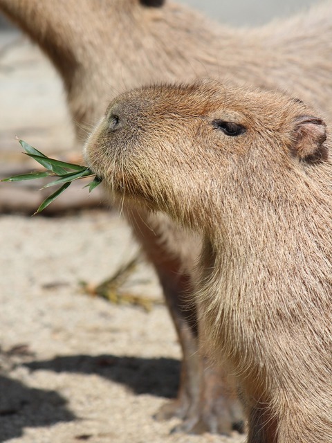 東北で必ず行きたい ガイド編集部おすすめの動物園スポット まっぷるトラベルガイド