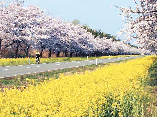 菜の花ロードの営業時間 場所 地図等の情報 まっぷるトラベルガイド