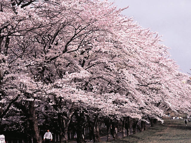 北関東で必ず行きたい ガイド編集部おすすめの桜の名所スポット まっぷるトラベルガイド