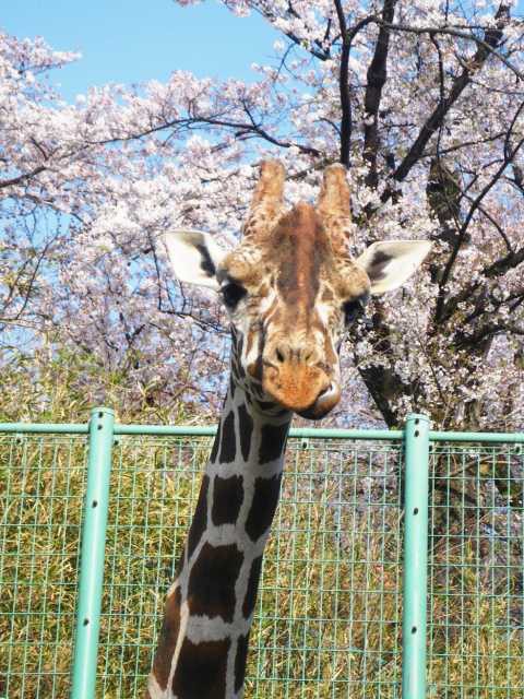 北関東で必ず行きたい ガイド編集部おすすめの動物園スポット まっぷるトラベルガイド