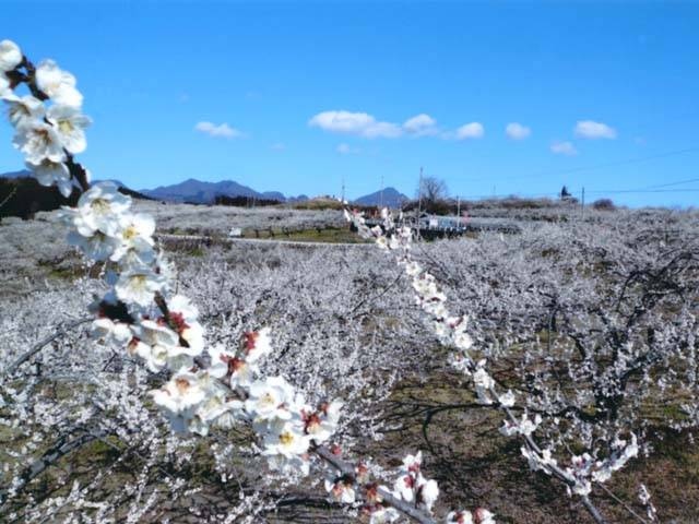 北関東で必ず行きたい ガイド編集部おすすめの梅の名所スポット まっぷるトラベルガイド