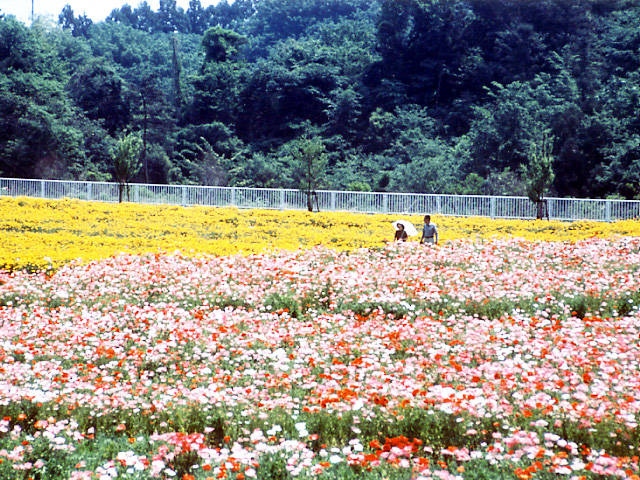 高崎 富岡 妙義山で必ず行きたい ガイド編集部おすすめのその他花の名所スポット まっぷるトラベルガイド