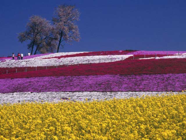 みさと芝桜公園 ー 関東屈指の敷地面積に広がる花のパッチワーク 営業時間 場所 地図等の情報 まっぷるトラベルガイド