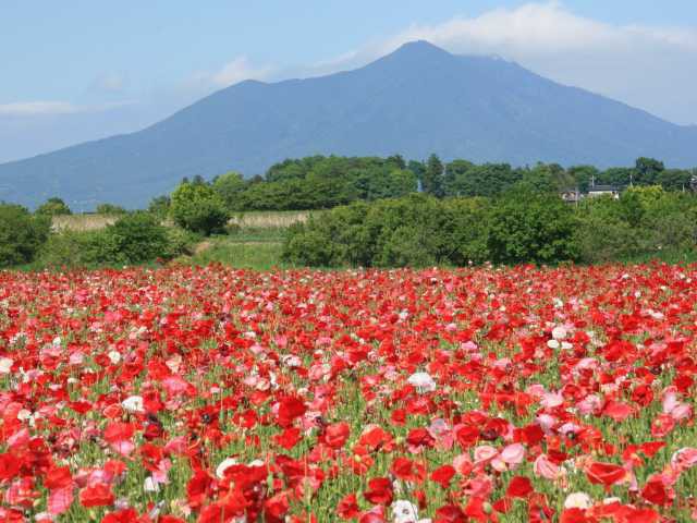 小貝川ふれあい公園の営業時間 場所 地図等の情報 まっぷるトラベルガイド