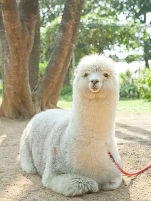 ダチョウ王国石岡ファームの営業時間 場所 地図等の情報 まっぷるトラベルガイド