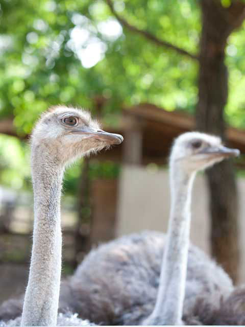 ダチョウ王国石岡ファームの営業時間 場所 地図等の情報 まっぷるトラベルガイド