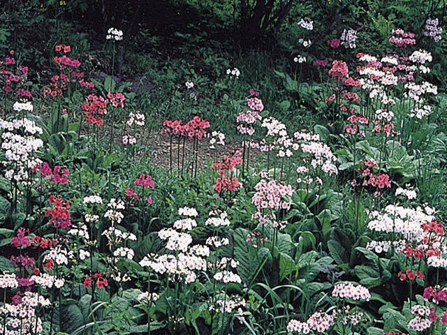南軽井沢で必ず行きたい ガイド編集部おすすめの植物園スポット まっぷるトラベルガイド