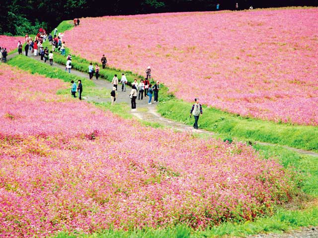 赤そば花まつりの営業時間 場所 地図等の情報 まっぷるトラベルガイド