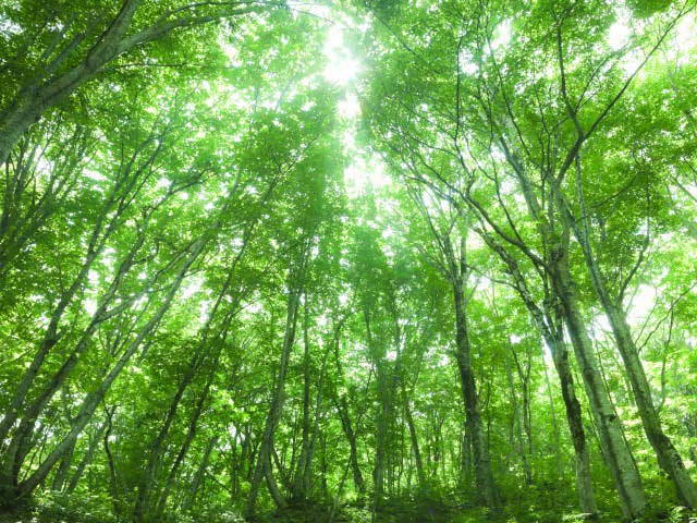 白神山地 青森 で必ず行きたい ガイド編集部おすすめの見どころ レジャースポット まっぷるトラベルガイド