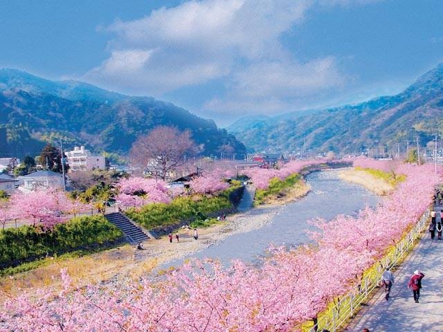 伊豆 箱根で必ず行きたい ガイド編集部おすすめの桜の名所スポット まっぷるトラベルガイド