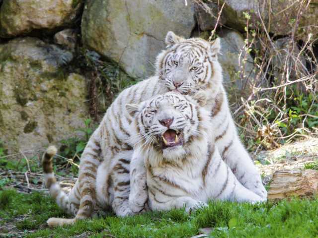 関東 甲信越で必ず行きたい ガイド編集部おすすめの動物園スポット まっぷるトラベルガイド