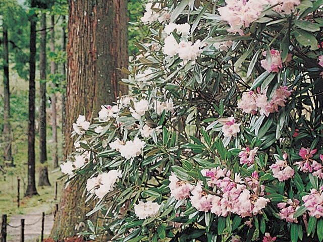 天城グリーンガーデンの営業時間 場所 地図等の情報 まっぷるトラベルガイド