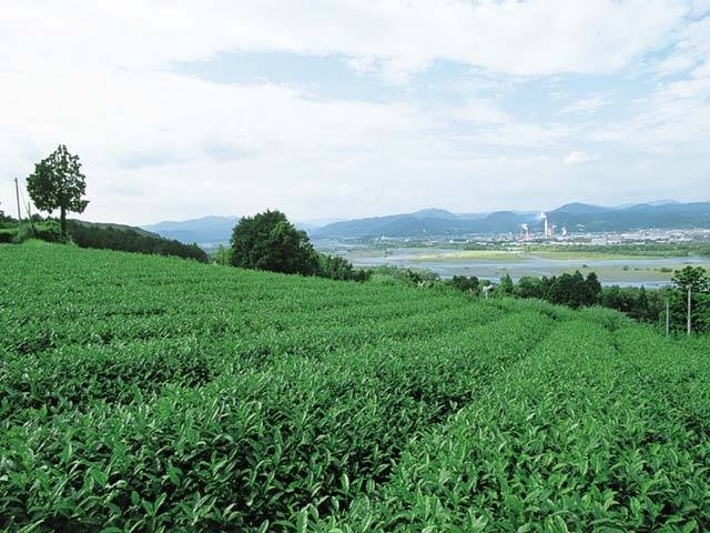 牧之原大茶園の営業時間 場所 地図等の情報 まっぷるトラベルガイド
