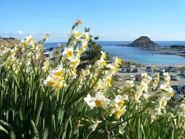 水仙まつりの営業時間 場所 地図等の情報 まっぷるトラベルガイド