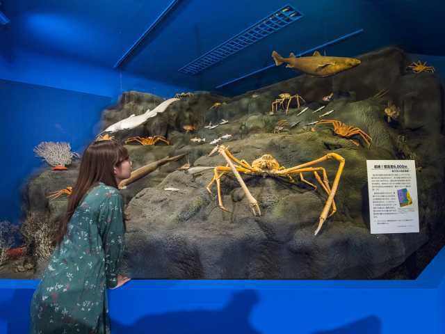 駿河湾深海生物館の営業時間 場所 地図等の情報 まっぷるトラベルガイド