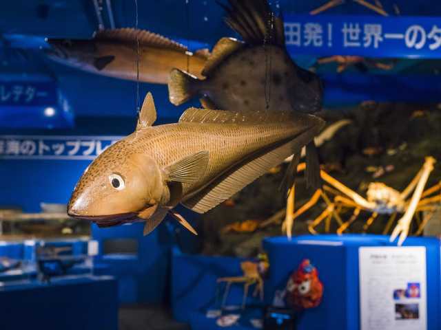 駿河湾深海生物館 ー 漁業者の協力により集められた約300種類の深海魚を標本展示 営業時間 場所 地図等の情報 まっぷるトラベルガイド