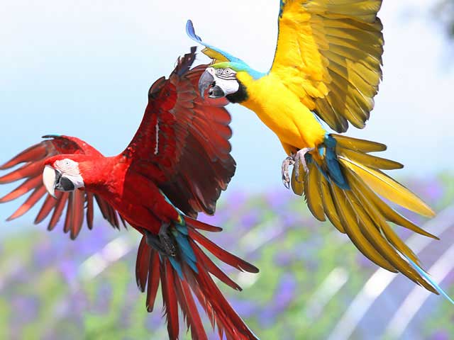 掛川花鳥園の営業時間 場所 地図等の情報 まっぷるトラベルガイド