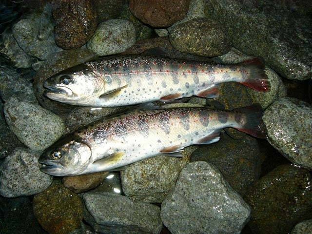 関東 甲信越で必ず行きたい ガイド編集部おすすめの釣り堀スポット まっぷるトラベルガイド