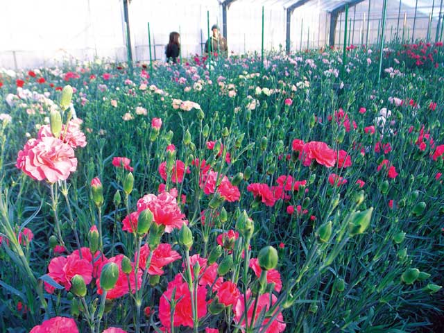 河津で必ず行きたい ガイド編集部おすすめのその他花の名所スポット まっぷるトラベルガイド