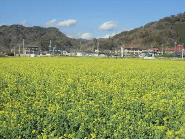 日野 元気な百姓達の菜の花畑の営業時間 場所 地図等の情報 まっぷるトラベルガイド