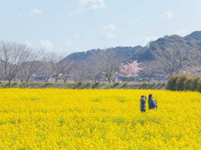 日野 元気な百姓達の菜の花畑の営業時間 場所 地図等の情報 まっぷるトラベルガイド