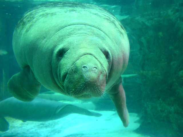 中国 四国で必ず行きたい ガイド編集部おすすめの水族館スポット まっぷるトラベルガイド