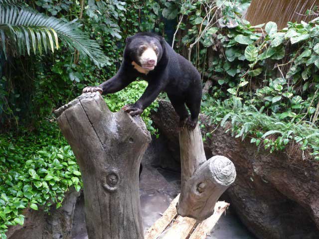 中国 四国で必ず行きたい ガイド編集部おすすめの動物園スポット まっぷるトラベルガイド