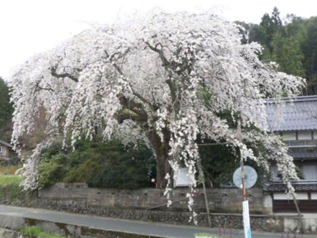 鳥取で必ず行きたい ガイド編集部おすすめの桜の名所スポット まっぷるトラベルガイド
