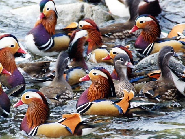 中国 四国で必ず行きたい ガイド編集部おすすめの野鳥の森スポット まっぷるトラベルガイド