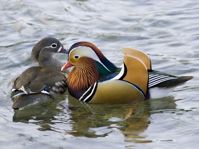 山陰で必ず行きたい ガイド編集部おすすめの野鳥の森スポット まっぷるトラベルガイド