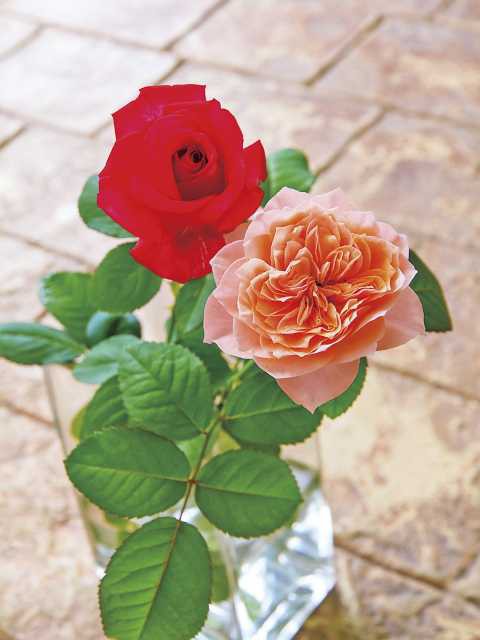 かのやばら園の営業時間 場所 地図等の情報 まっぷるトラベルガイド