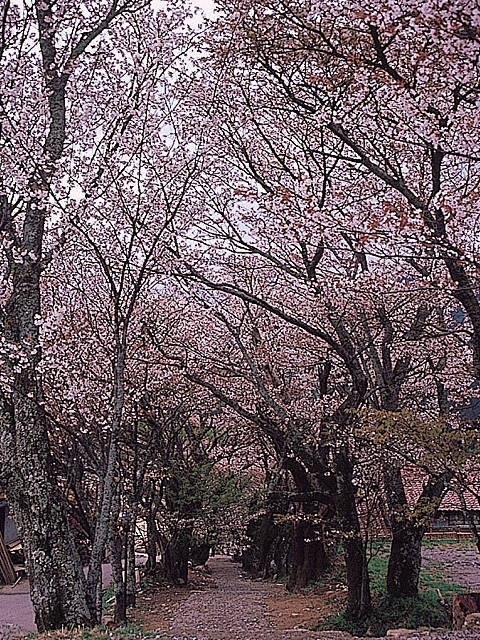 三多気の画像 4枚目