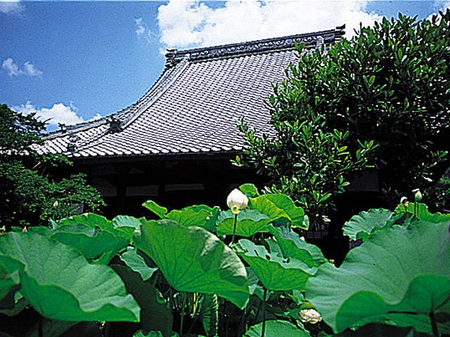 蓮博物館 慶明寺のハス