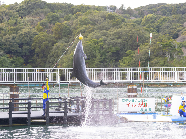 鳥羽湾めぐりとイルカ島の画像 2枚目