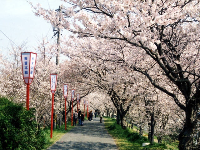 宮川堤の桜