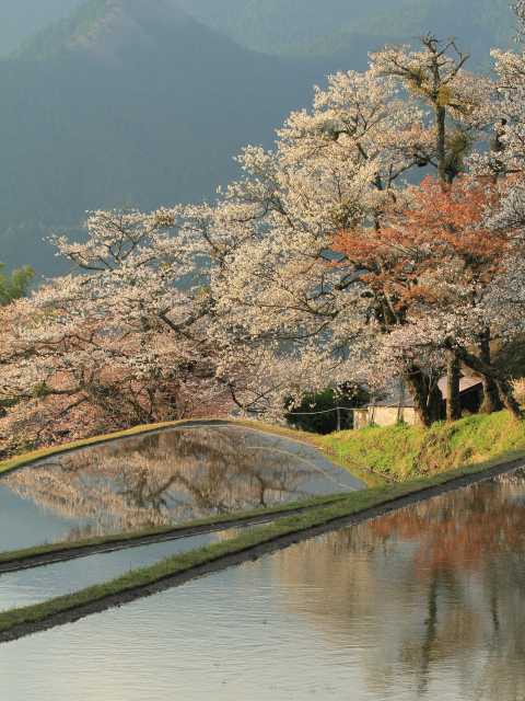 三多気の画像 3枚目