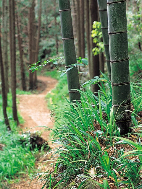 熊野古道伊勢路