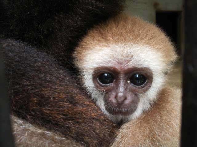 福知山市動物園