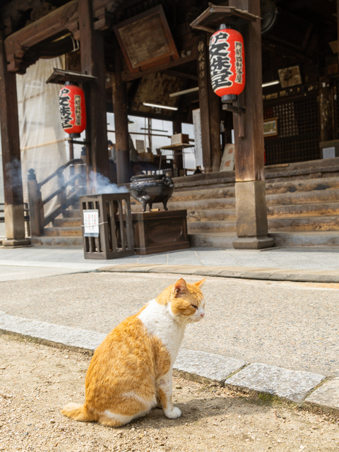 智恩寺(文殊堂)の画像 4枚目