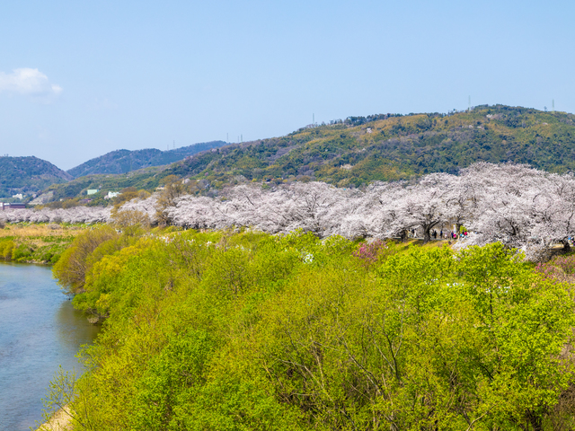八幡背割堤公園の画像 3枚目