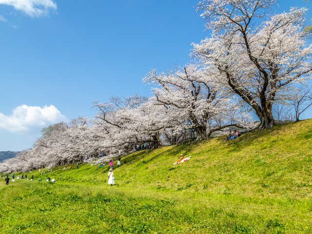 八幡背割堤公園の画像 4枚目