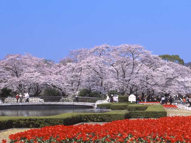 京都府立植物園の画像 1枚目