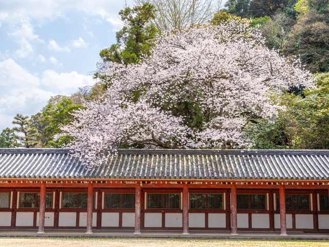 石清水八幡宮の画像 3枚目