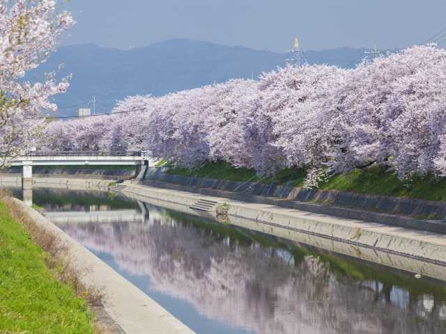 前川堤の桜並木の画像 1枚目