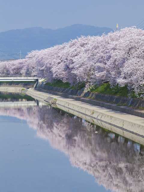 前川堤の桜並木の画像 2枚目