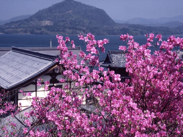 如意寺のミツバツツジ