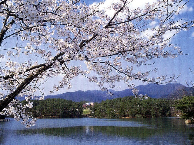 三段池公園の桜の画像 1枚目